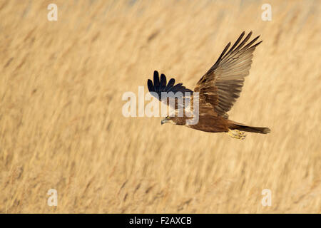 Rohrweihe / Marsh Harrier ( Circus aeruginosus ) flying in best light over reed gras, its wings wide open. Stock Photo