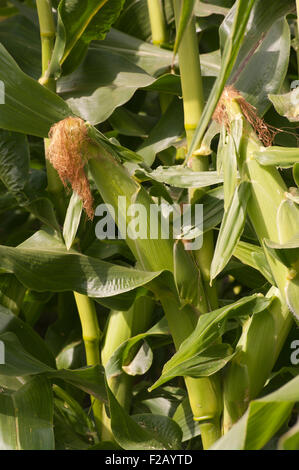 Maize Cobs also Know as Corn on The Cob Stock Photo