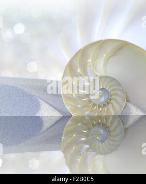 Chambered Nautilus cutaway Shell on beach reflected in water Stock Photo