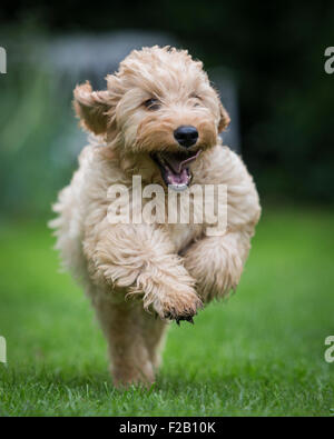 Four month old Cockapoo puppy running in garden Stock Photo