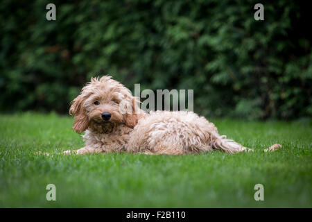 Four month old Cockapoo puppy laying on grass in garden Stock Photo