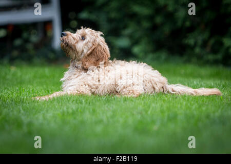 Four month old Cockapoo puppy laying on grass in garden Stock Photo