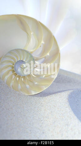 Chambered Nautilus cutaway Shell on sandy beach Stock Photo