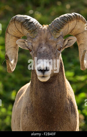 A front portrait image of a rocky mountain bighorn ram  Orvis canadensis; looking straight ahead Stock Photo