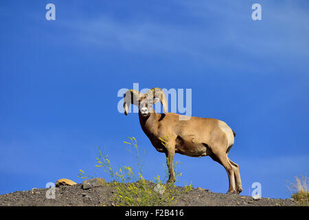 An adult wild rocky mountain bighorn ram,  Orvis canadensis;  standing on a ridge Stock Photo