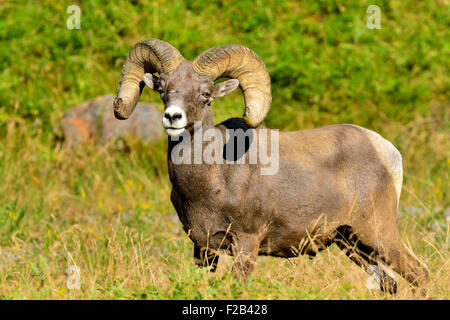 A close up image of a wild Bighorn ram Orvis canadensis; standing in the lush vegetation Stock Photo