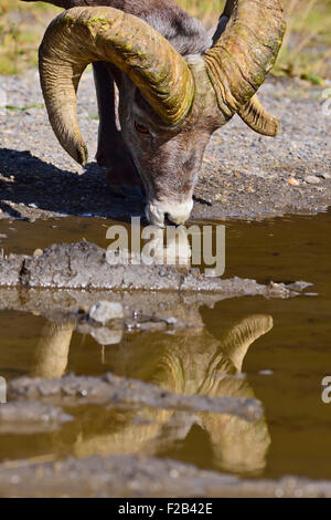 A close up front view of a rocky mountain bighorn sheep  Orvis canadensis; drinking water from a puddle Stock Photo