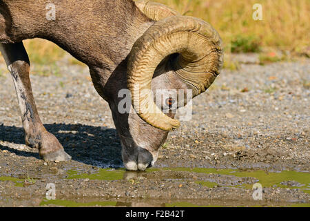 A rocky mountain bighorn sheep  Orvis canadensis; drinking water from a puddle Stock Photo