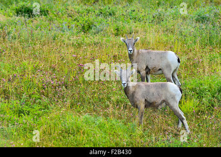 Two young rocky mountain bighorn sheep Orvis canadensis; standing in the lush vegetation on a side hill near Cadomin Alberta Stock Photo