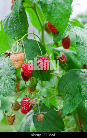 Raspberry Bush. Growing Organic Berries closeup. Ripe raspberry in the fruit garden Stock Photo