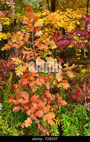 Fall colors come to Marengo Ridge Conservation Area in McHenry County in Illinois Stock Photo