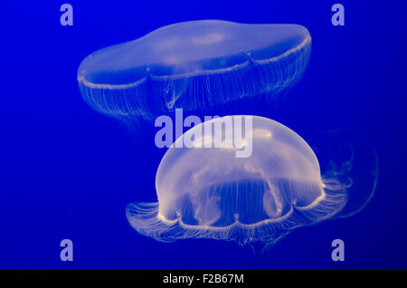 Captive Aurelia aurita, also called the moon jelly, moon jellyfish, common jellyfish, or saucer jelly, Monterey Bay Aquarium Stock Photo