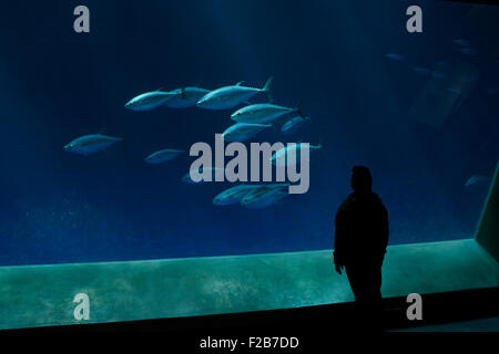 A tourist watches Tuna, at Monterey Bay Aquarium, Monterey, California, USA Stock Photo