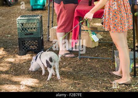 A young woman walks her Juliana teacup pet pig at a farmers market in Wicker Park August 2, 2015 in Chicago, Illinois, USA Stock Photo