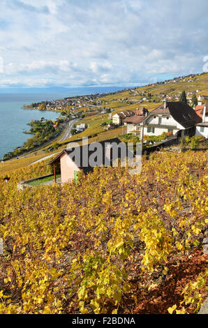 Vineyards in Lavaux region, Switzerland Stock Photo - Alamy