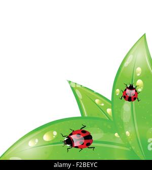 Ecology background with ladybugs on leaves Stock Vector