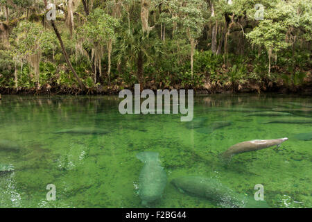 Blue Springs State Park, in central Florida, is a winter home for manatees due to its relatively warm water. Stock Photo