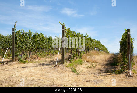 Grape vines ready for harvest, September, 2015. Stock Photo