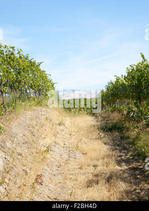 Grape vines ready for harvest, September, 2015. Stock Photo