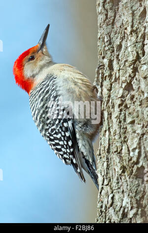 Red-bellied Woodpecker Scaling a Tree Stock Photo