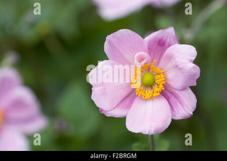 Pink Japanese Anemone flower. Stock Photo