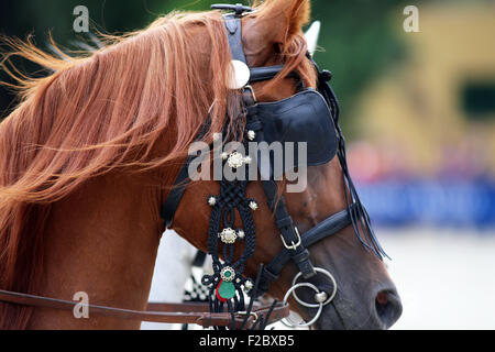 Face of a beautiful purebred horse with trappings. Side view portraits of a thoroughbred horse in harnesses Stock Photo