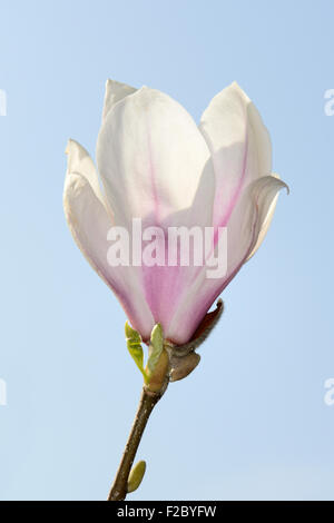 Chinese magnolia flower (Magnolia x soulangiana), Germany, Europe Stock Photo