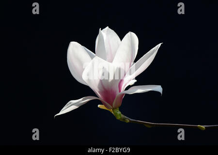 Chinese magnolia flower (Magnolia x soulangiana), Germany, Europe Stock Photo