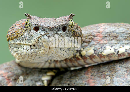 Eyelash viper (Bothriechis schlegelii), adult, poisonous, portrait, Chocó rainforest, Ecuador Stock Photo