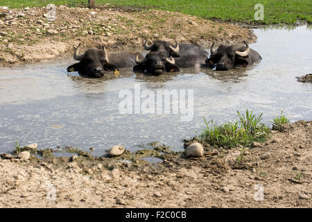 View of buffaloes in a muddy water Stock Photo