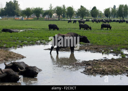 View of buffaloes in a muddy water Stock Photo