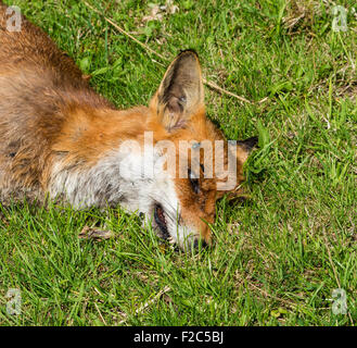 Head View of Dead Fox lying in a field, Dorset, England, UK
