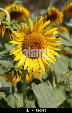 Field of Sunflowers growing in south west France focusing on a single sunflower including two worker bees Stock Photo