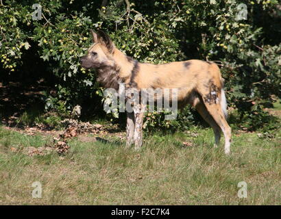 Alert African wild dog (Lycaon pictus) Stock Photo