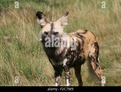 Alert African wild dog (Lycaon pictus) Stock Photo