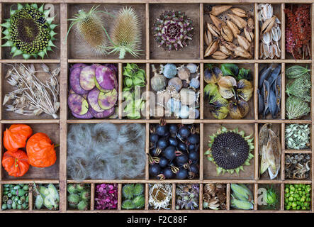 Collection of dried flower seed pods and seeds from the garden in a wooden tray Stock Photo