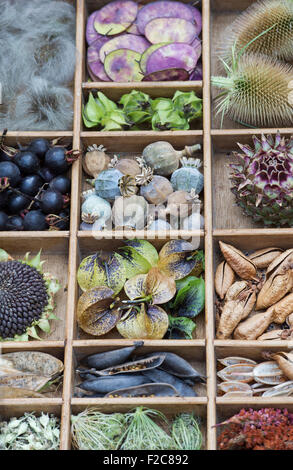 Collection of dried flower seed pods and seeds from the garden in a wooden tray Stock Photo