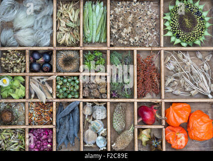 Collection of dried flower seed pods and seeds from the garden in a wooden tray Stock Photo