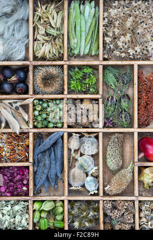 Collection of dried flower seed pods and seeds from the garden in a wooden tray Stock Photo