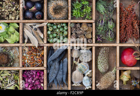 Collection of dried flower seed pods and seeds from the garden in a wooden tray Stock Photo