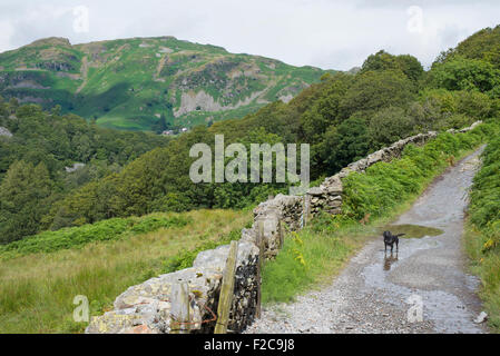 Stone wall fields and Lingmoor Fell Little Langdale Lake District ...