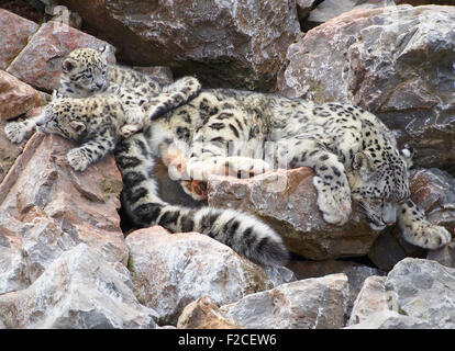 Female snow leopard asleep (panthera uncia), with her two cubs, at the Lakeland Safari Zoo in Cumbria, England, UK. Stock Photo