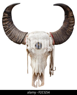 Close up of a Buffalo skull isolated on white background Stock Photo