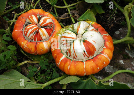 Turban squash pumpkin also known as Turk's Turban or French Turban Cucurbita maxima Stock Photo
