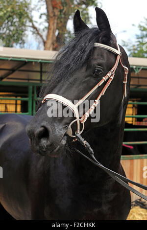 Head shot of a friesian stallion in the paddock Stock Photo