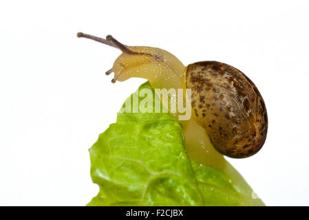 Baby Garden Snail 1 month old (helix aspersa/cornu aspersum) on Lettuce Leaf Stock Photo