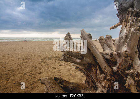 Lonely trunk on the beach in a cloudy day Stock Photo
