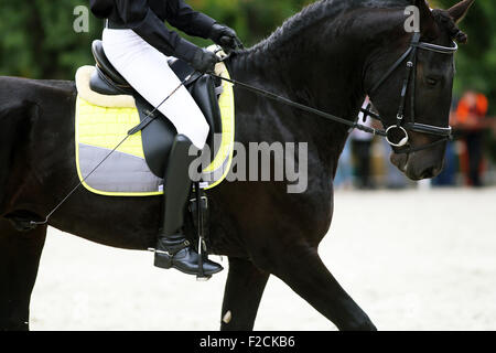 Male horse rider riding on a black friesian dressage horse Stock Photo