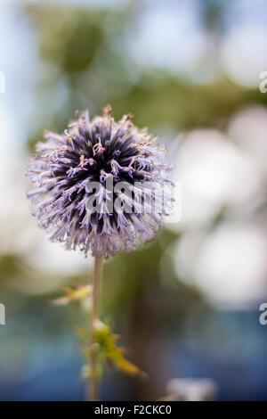 Echinops sphaerocephalus, known by the common name Great globe thistle or Pale globe-thistle, is a species of globe thistle Stock Photo