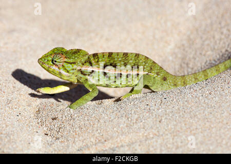 Carpet chameleon / white-lined chameleon (Furcifer lateralis) walking in the sand, Anakao / Anokao, Atsimo-Andrefana, Madagascar Stock Photo